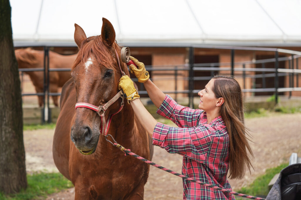 senior horse calming techniques